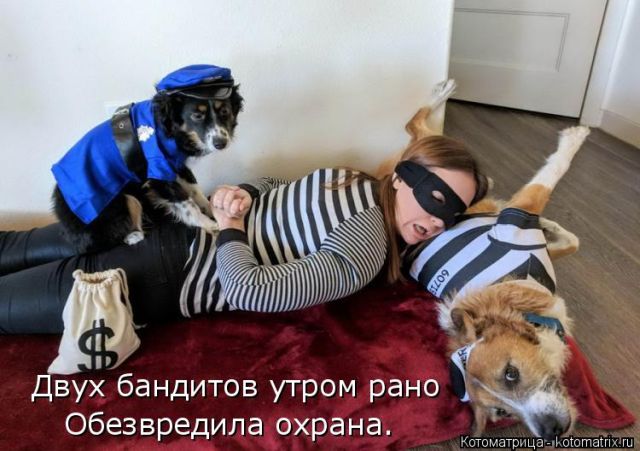 Лучшие котоматрицы недели