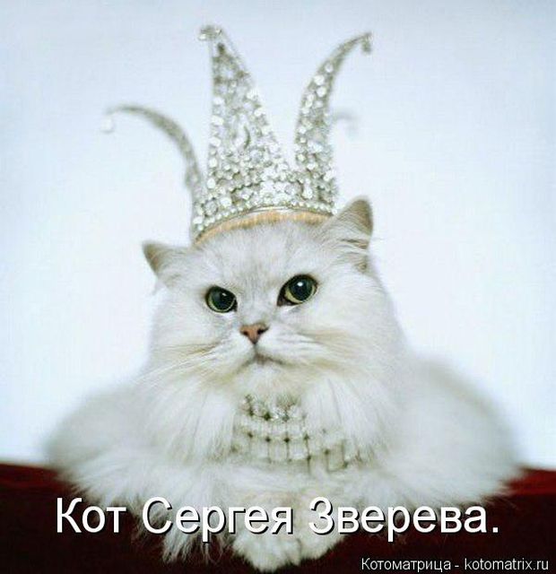 Лучшие котоматрицы недели