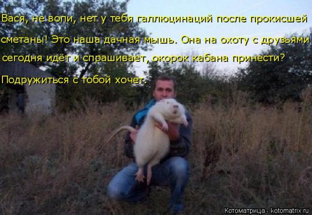 Лучшие котоматрицы недели