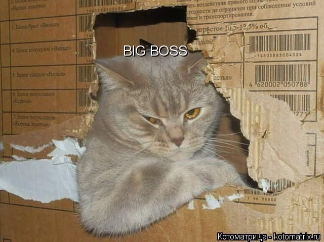 Лучшие котоматрицы недели