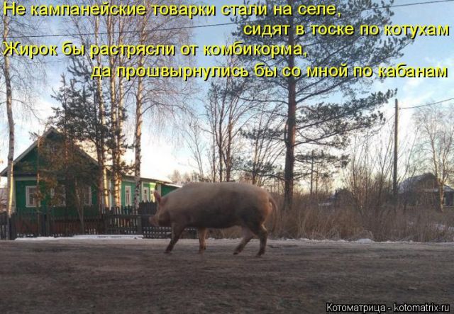 Лучшие котоматрицы недели