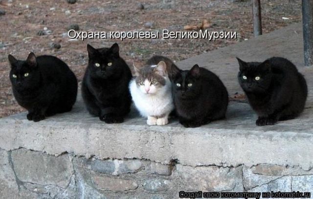 Лучшие котоматрицы недели
