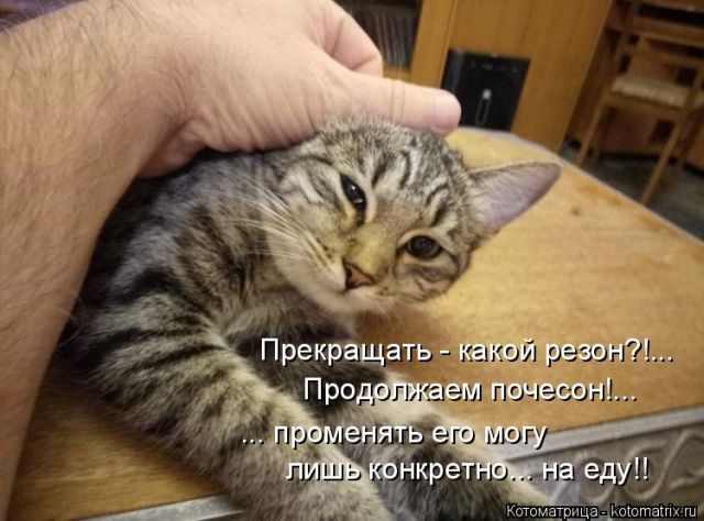 Лучшие котоматрицы недели