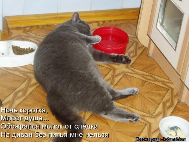 Лучшие котоматрицы недели