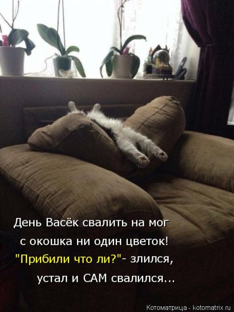 Лучшие котоматрицы недели
