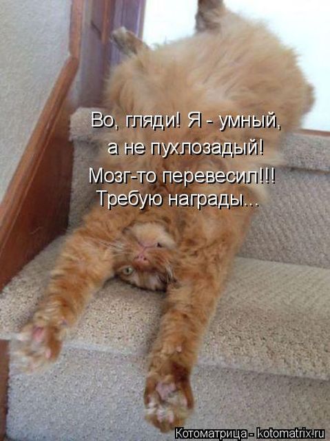 Лучшие котоматрицы недели