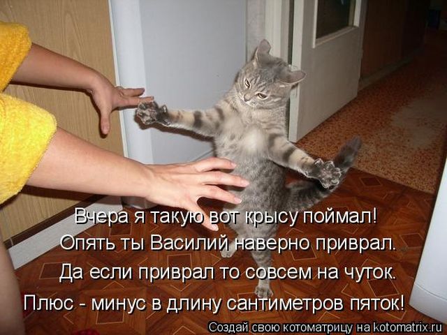 Лучшие котоматрицы недели