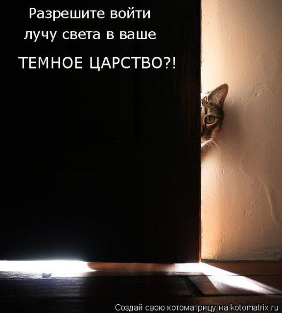 Лучшие котоматрицы недели