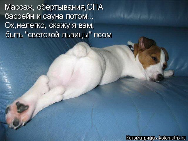 Лучшие котоматрицы недели