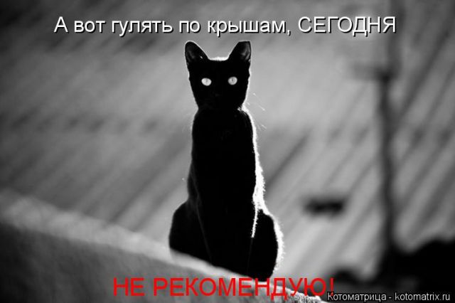 Лучшие котоматрицы недели