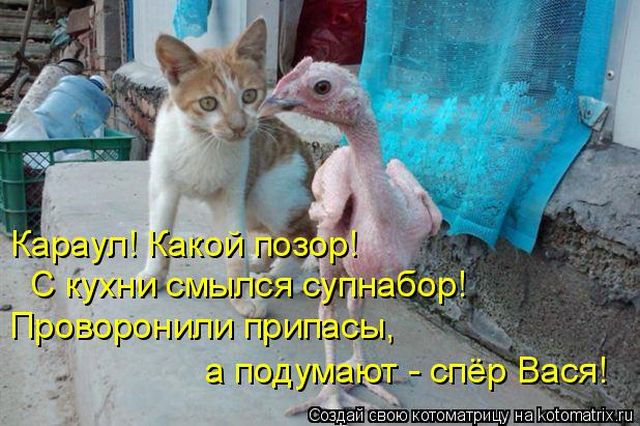 Лучшие котоматрицы недели