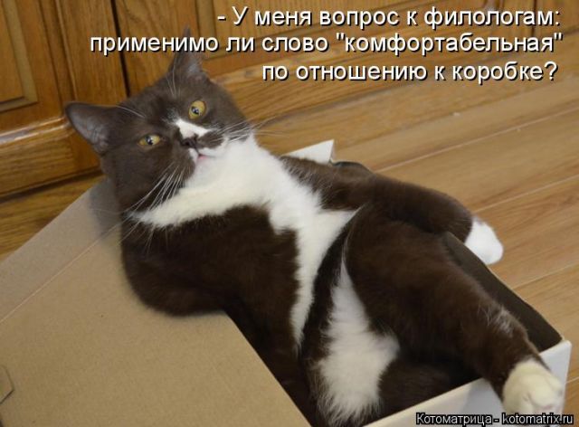 Лучшие котоматрицы недели