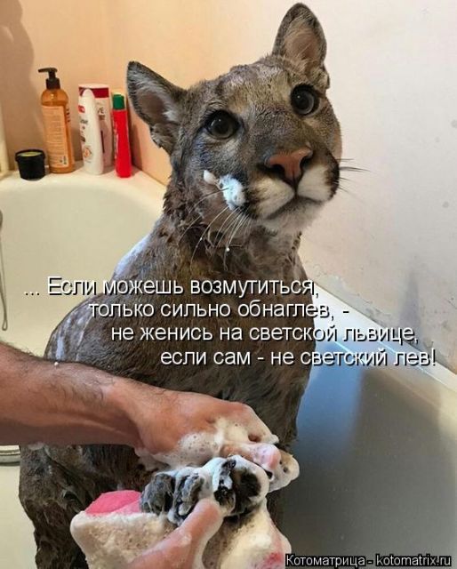 Лучшие котоматрицы недели