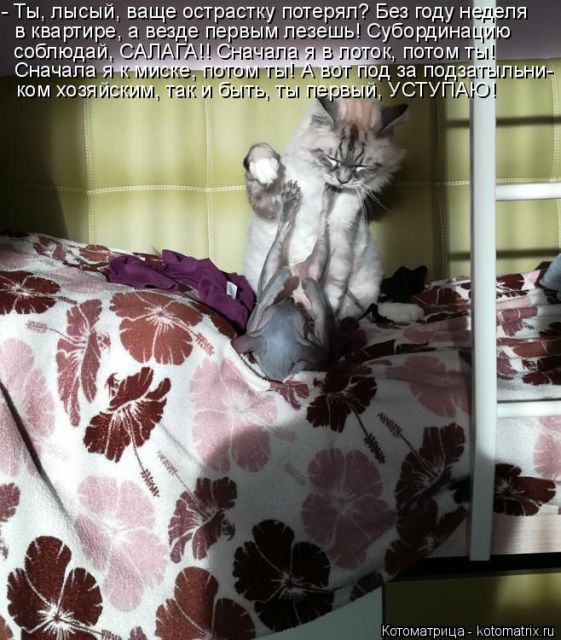 Лучшие котоматрицы недели