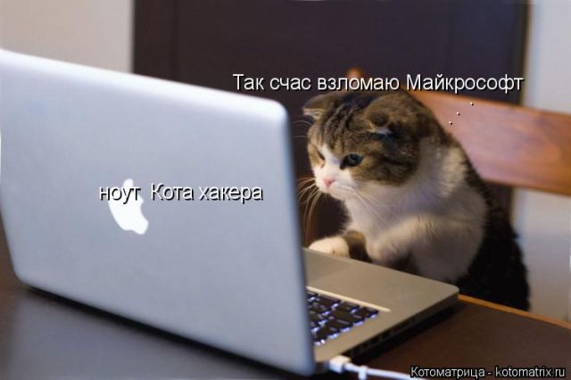 Лучшие котоматрицы недели