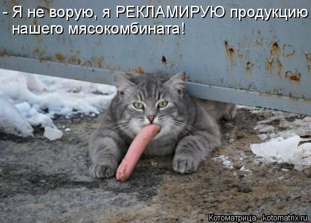 Лучшие котоматрицы недели