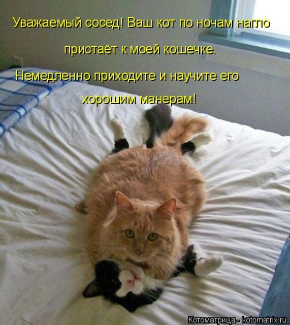 Лучшие котоматрицы недели