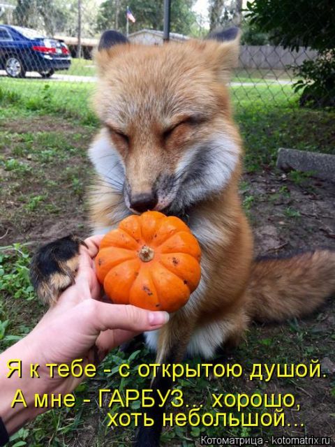 Лучшие котоматрицы недели