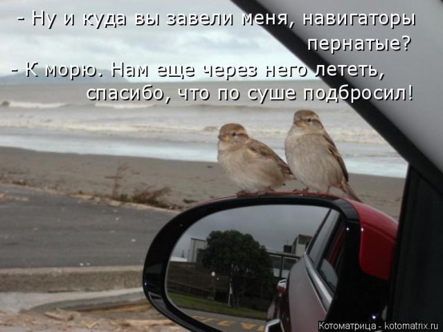 Лучшие котоматрицы недели