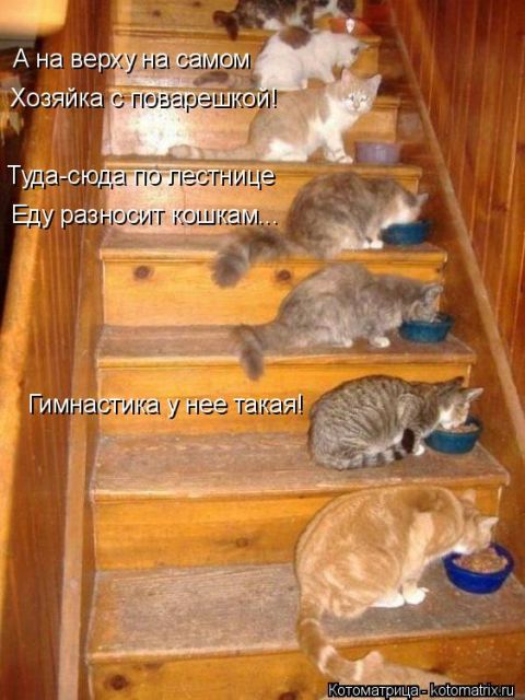 Лучшие котоматрицы недели