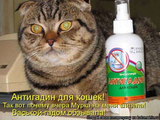 Лучшие котоматрицы недели