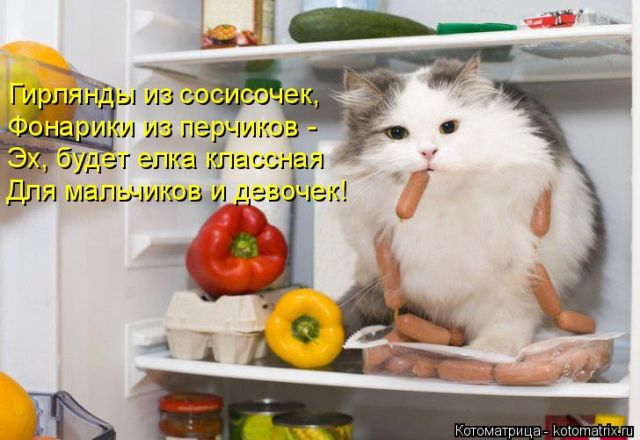 Лучшие котоматрицы недели