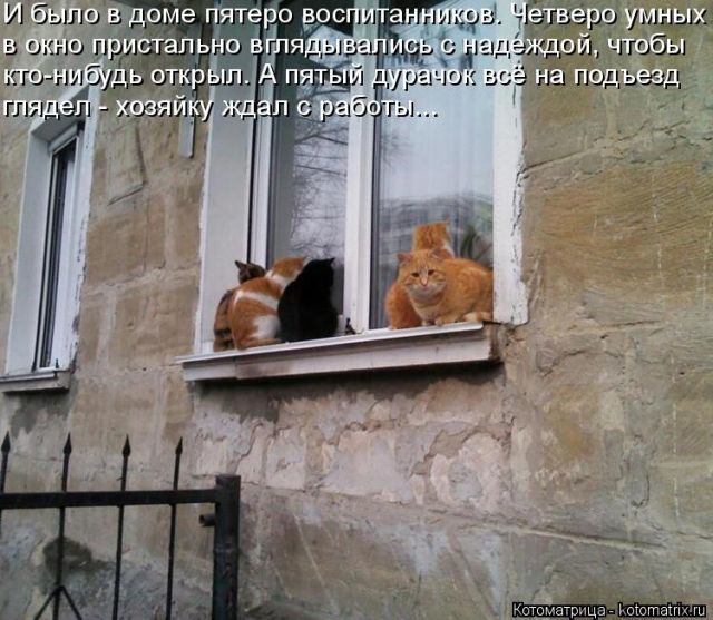 Лучшие котоматрицы недели
