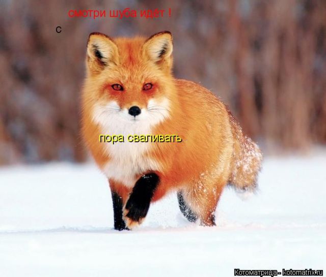 Лучшие котоматрицы недели