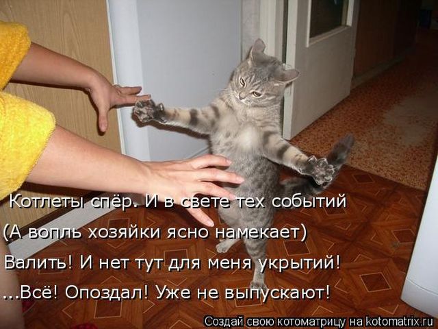 Лучшие котоматрицы недели