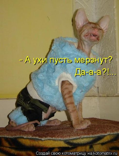 Лучшие котоматрицы недели