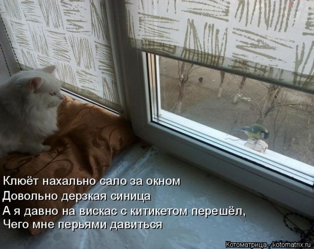 Лучшие котоматрицы недели
