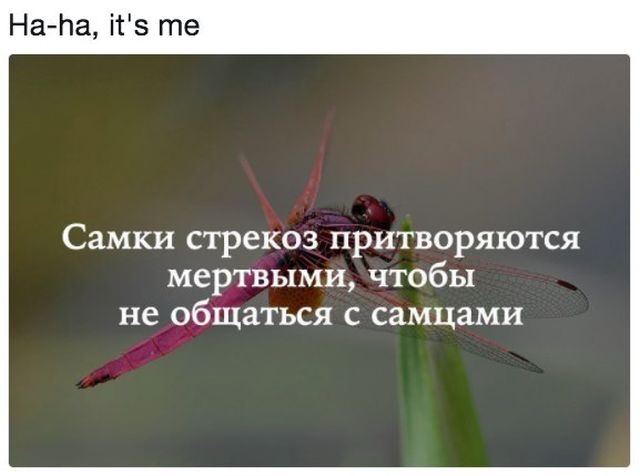 Прикольные картинки