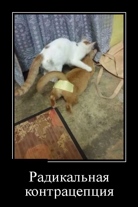 Демотиваторы