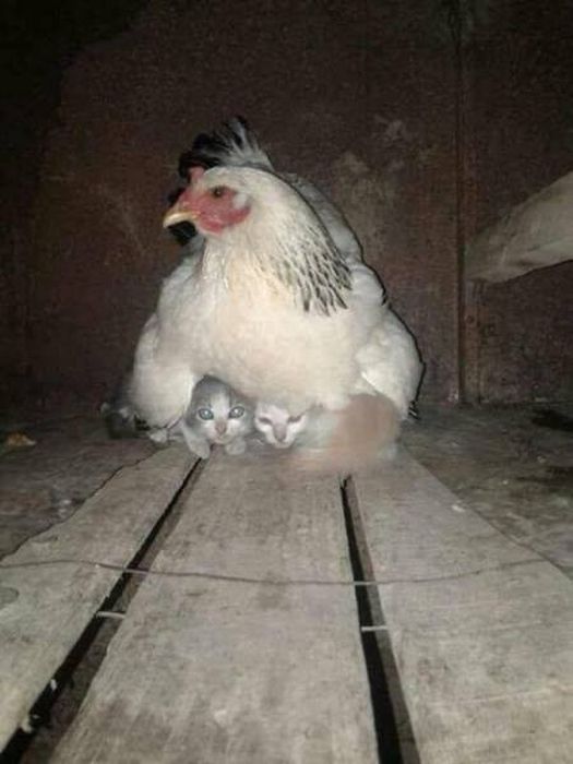 Забавные фото, на которых что-то не так и не то