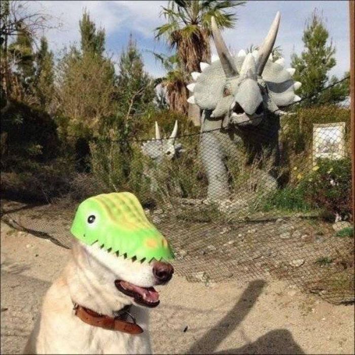 Забавные фото, на которых что-то не так и не то