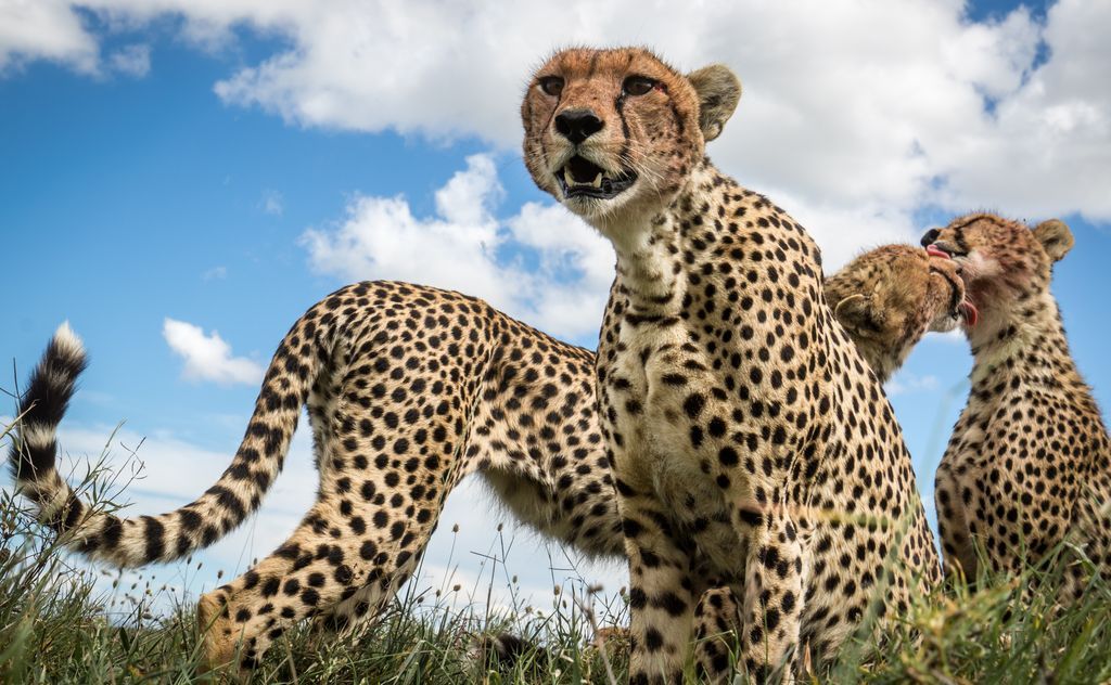 Лучшие кадры ноября 2017 от National Geographic