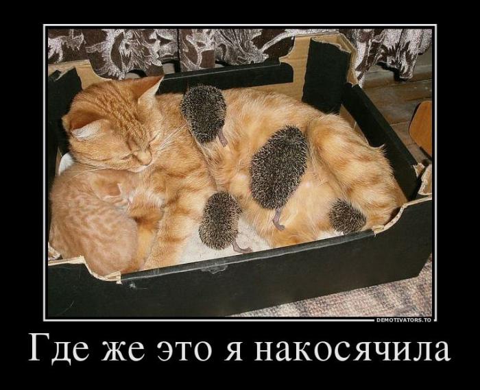 Демотиваторы