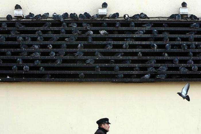 Русская зима 2012