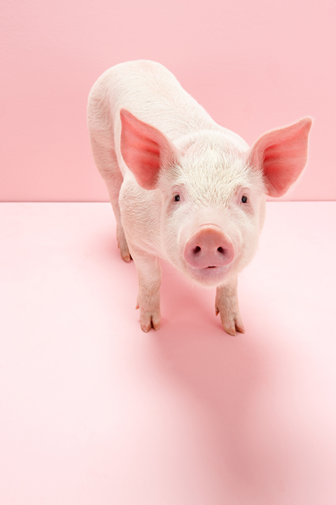 Любопытное о символе 2019 года