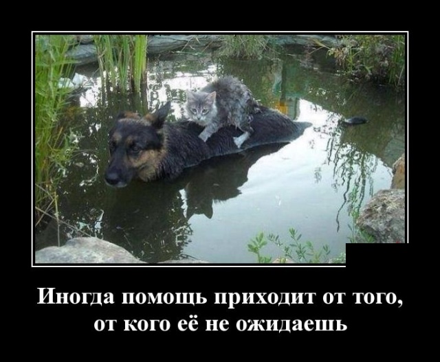 Демотиваторы