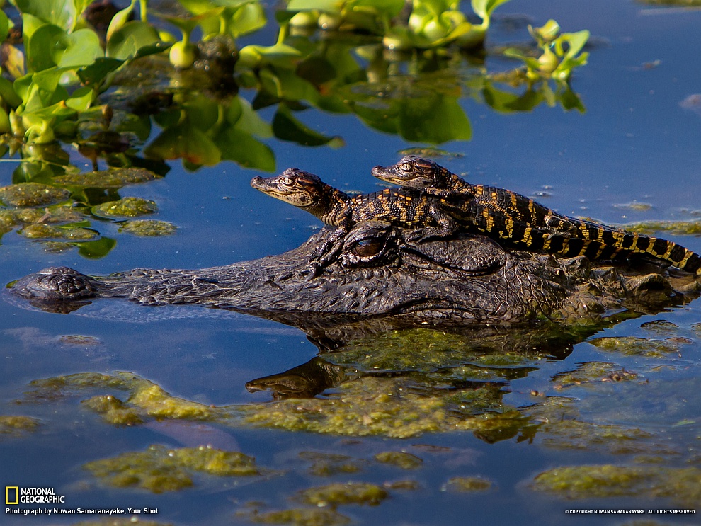 National Geographic: лучшие фотографии февраля