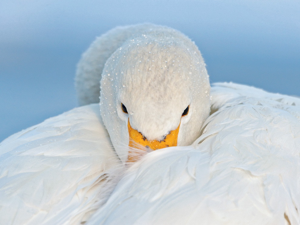National Geographic: лучшие фотографии февраля