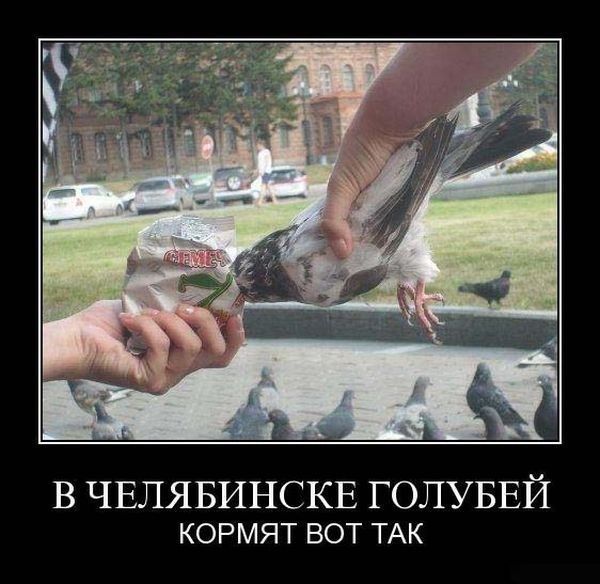 Прикольные картинки (79 фото)