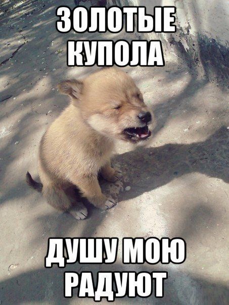 Прикольные картинки (79 фото)