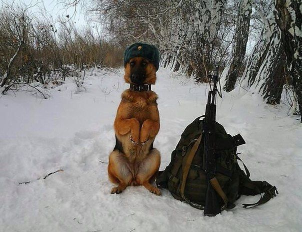 Прикольные картинки (79 фото)