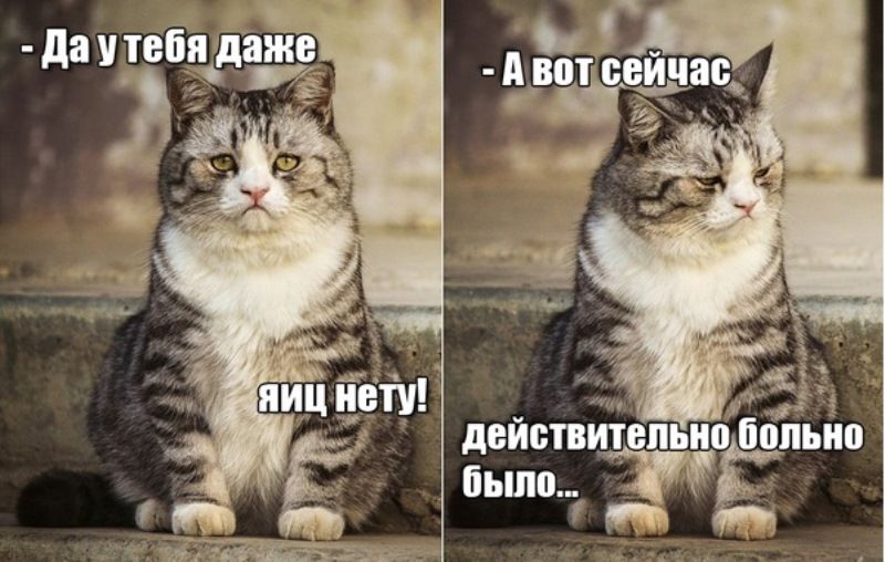Прикольные картинки (71 фото)