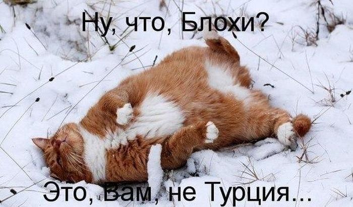 Порция картинок
