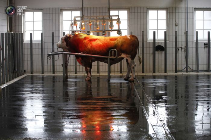 Как берут сперму у быков-производителей