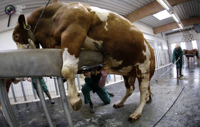 Как берут сперму у быков-производителей