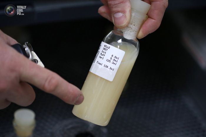 Как берут сперму у быков-производителей